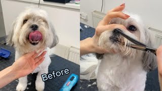 Havanese dog face trim vertical video [upl. by Tilda694]