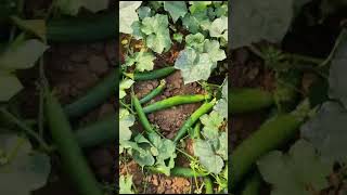 F1HySponge Gourd Nandita Savlon Seeda New Video [upl. by Hendry785]