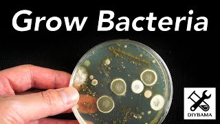 How to Grow Bacteria [upl. by Llehsim997]