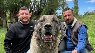 200 KOYUNA ÇOBANLIK YAPAN 20 KANGAL KÖPEĞİ  WOGZDOGZTV Dagdayasam [upl. by Ume]