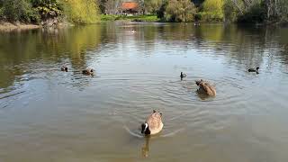 Cat TV for Cats to Watch  Ducks Quacking On Water  Nature Relaxation Video [upl. by Thury]