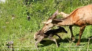 Abruzzo cerbiatto nasce in un giardino a pochi metri da una casa il piccolo prova ad alzarsi [upl. by Enyrhtac]