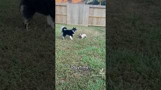 It’s Go Time Having fun playing chase dogsofyoutube frenchie pomsky [upl. by Beebe]