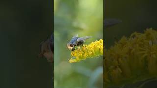 Tachinid Fly visits Goldenrod flowers [upl. by Epperson773]