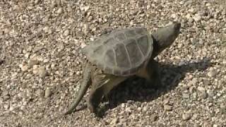 The Snapping Turtle Chelydridae Chelydra serpentina Locomotion [upl. by Olivero698]