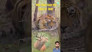 Why tiger copy the voice of deers in jungle facts duniya dastaan tigertime worldtiger [upl. by Ramso]