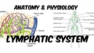 Lymphatic System  Classification amp Organs of Lymphatic System  Anatomy amp Physiology  in Hindi [upl. by Weisburgh305]