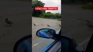 Ducks as traffic lights in Heacham😀 [upl. by Enihpled]