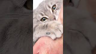 The Painful Secret Behind Declawing [upl. by Aisat]