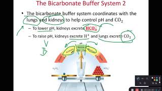 BIOL 314 Bicarbonate Phosphate amp Protein Buffers Ch 24 Part 3 [upl. by Conway10]