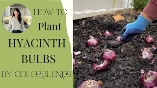 Planting Hyacinth Bulbs [upl. by Aneri]