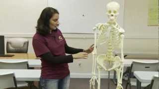 Skeleton Anatomy and Physiology Review Bones 01 [upl. by Seedman652]