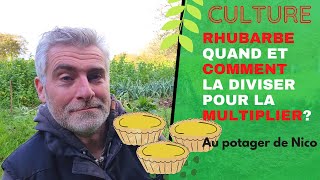 Tout sur la culture de la rhubarbe🌴 tuto multipliez la facilement comment et quand [upl. by Aicnelav933]