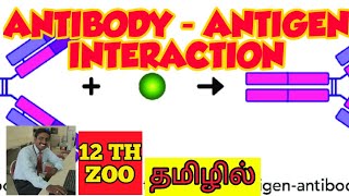 ANTIGEN  ANTIBODY INTERACTION  TAMIL  STAGES OF ANTIBODY REACTION  TIRUNELVELI  DURAI [upl. by Anirod]