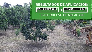 Glufosinato mas Oxyfluorfen una mezcla ideal para cultivo de aguacate 🥑 [upl. by Aynat675]