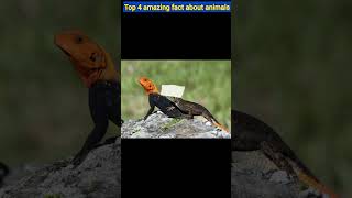 Spiderman became lizard  Top 4 amazing about red blue lizard  facts video spiderman short [upl. by Agemo691]