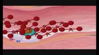 Transglutaminase in blood coagulation Factor XIIIa FXIIIa Crosslinking of fibrin [upl. by Ilojna]