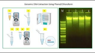 How To Perform DNA Extraction Using Phenol Chloroform Method 🧑🏻‍🔬🧬👇 [upl. by Alakim767]