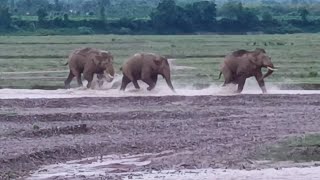 Famous three Tuskar elephant wildlife dailyvlog foryou [upl. by Ainos669]