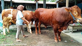 PEDET amp BAKALAN SUPER MBAK IMA‼️Kandang BERKAH SOR KLOPO Blitar ❤️‍🔥❤️‍🔥 [upl. by Hassadah]