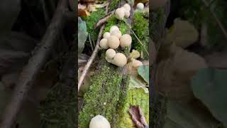 Lycoperdon pyriforme Stump puffball Rain mushroom [upl. by Betta175]