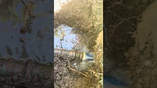 Sharkbite failed here likeandsubscribe sharkbitethatlikebutton plumber plumbing pexpiping [upl. by Bertasi]