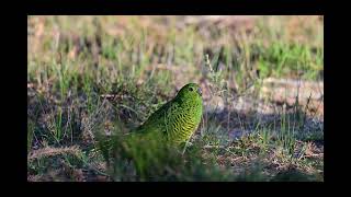 Eastern Ground Parrot Beecroft Weapons Range Currawong NSW 22 03 24 4K [upl. by Annovad]