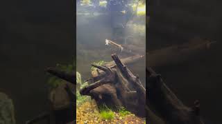 FRESHWATER BARRACUDA Hujeta Gar Feeding Live Minnows fish aquarium attack [upl. by Sacha]