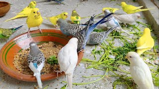 Budgies Perfect Diet Treat Mix Seeds amp Coriander Leaves  Parakeets Are Beautiful Bird [upl. by Robinson]