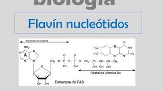 Coenzimas  Flavín nucleótidos [upl. by Jamal154]