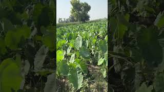 Taro Root Farming taroroot agriculturelife agriculture weedicides farmlife farming kasur [upl. by Mcroberts]