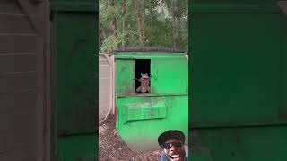 On guard😲🤯😂😭funny raccoon animals youtubeshorts reaction viralvideo shorts lol wow laugh [upl. by Ronoel947]