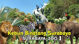 Kebun Binatang Surabaya Zoo  Aneka satwa di KBS Surabaya [upl. by Josselyn]