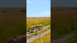 Maasai Mara lion pride on the move in Africa lion pride africa maasai [upl. by Annaed]