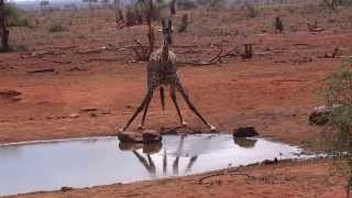 Giraffe Drinking Water Tsavo East Kenya [upl. by Mariko]