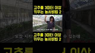 한국농수산TV 고추 3미터 키워 대박농사 짓는 달인의 비법공개 2 [upl. by Nolasba]