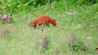 Red mongoose In Wild Forest [upl. by Jori849]