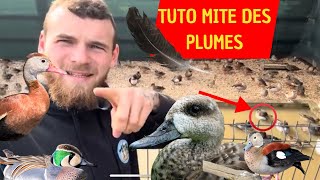 TUTO COMMENT LUTTER CONTRE LA MITE DES PLUMES [upl. by Nylirad]