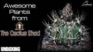 Awesome Cactus Unboxing from The Cactus Shed [upl. by Gale]