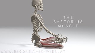 Sartorius Muscle 4K Animation [upl. by Ahtrim]