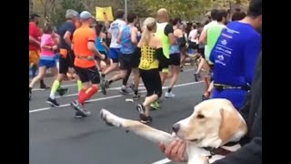 Quand tu fais un marathon drôle insolite courageux [upl. by Brenna97]