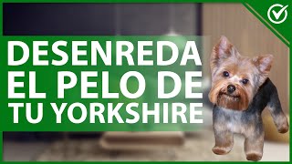 🐶 Cómo DESENREDAR el PELO de un Yorkshire  Cuidados de estética canina 🐶 [upl. by Akcir620]