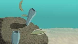 The Cambrian Biosphere [upl. by Scott]