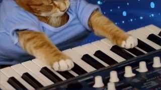 Keyboard Cat  quotThe Soul of A Catquot [upl. by Ittak]