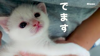 うんちができる時可愛い表情になる子猫【瀬戸のベル日記】 [upl. by Ris403]