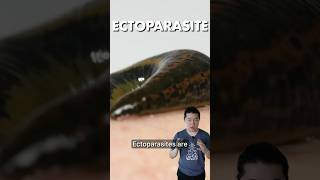 Ectoparasites  Every Type of Parasite Explained Part 1 [upl. by Uzzi608]