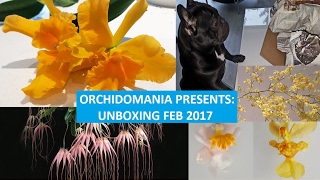 Orchidomania Presents Unboxing Feb 2017 [upl. by Artemis]