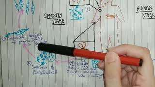 Leishmania life cycle  Leishmaniasis  Blood amp tissue Protozoa  Microbiology [upl. by Ydieh]