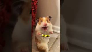 Will he get the plague animals shortvideo cute hamsters [upl. by Nahtnhoj866]