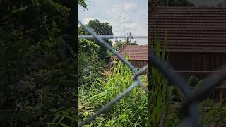 Tatafencing fencingsolution chainlinkfence shorts home architecture shorts youtubeshorts [upl. by Aneis]